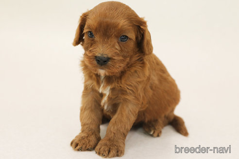 成約済の神奈川県のキャバプー:キャバリア×トイプードル-370012の1枚目